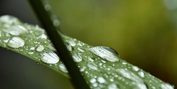 Regn droppar på gräs — Stockfoto