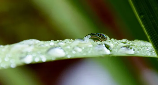 Gotas de lluvia sobre hierba — Foto de Stock