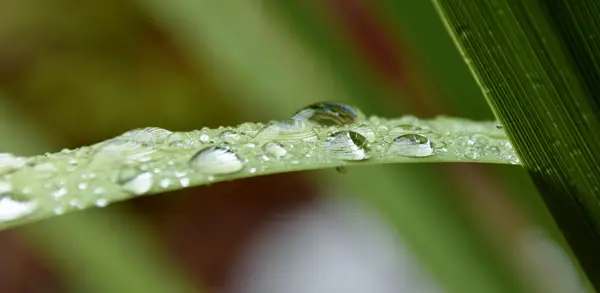 Regn droppar på gräs — Stockfoto