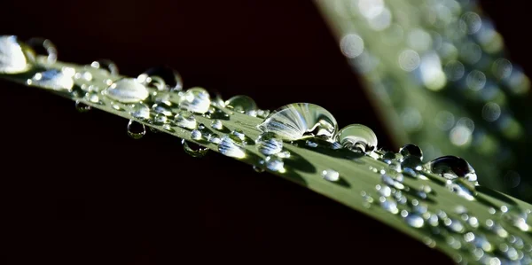 Gotas de chuva na grama — Fotografia de Stock