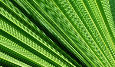 fan palmiye yaprağı şeklinde