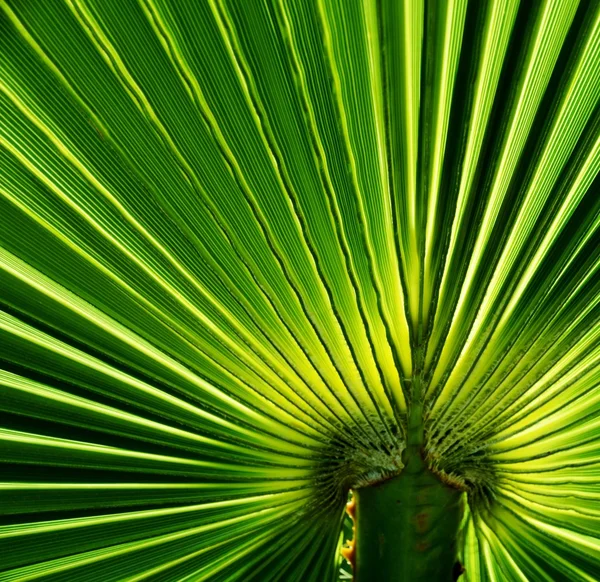 Fan shaped Palm leaf — Stock Photo, Image