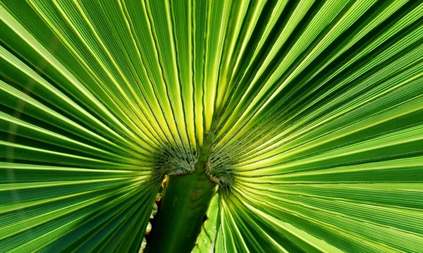 Fan shaped Palm leaf — Stock Photo, Image