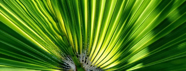 Fan shaped Palm leaf — Stock Photo, Image