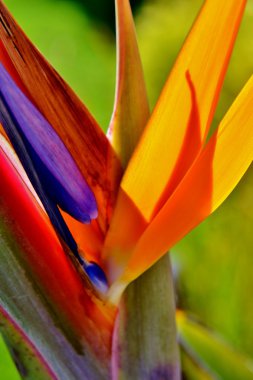 stelitzia Viktorya çiçek