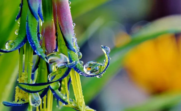 Billbergia 穗披碱草女王的眼泪 — 图库照片