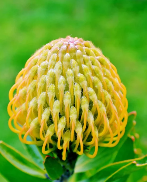 Pincushion flor de protea —  Fotos de Stock