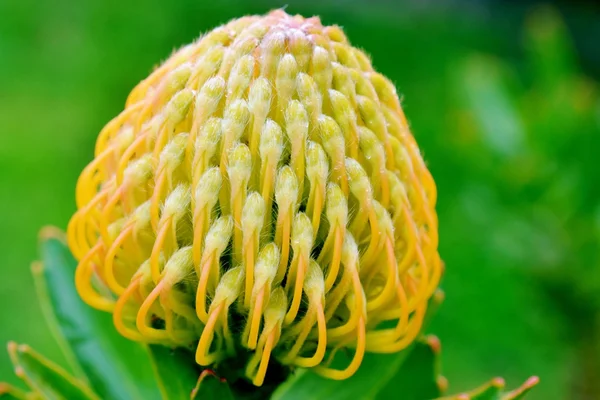 Pincushion flor de protea — Fotografia de Stock