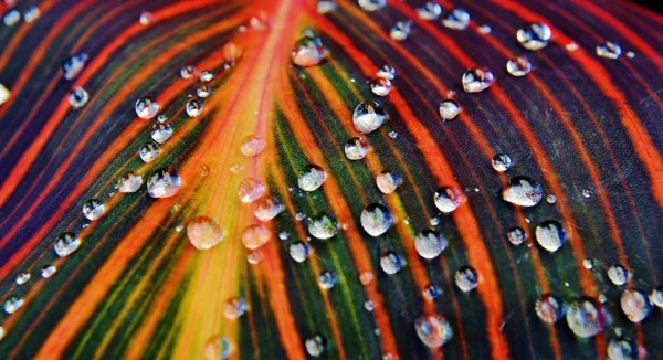 Краплі дощу на Лілі-лист — стокове фото