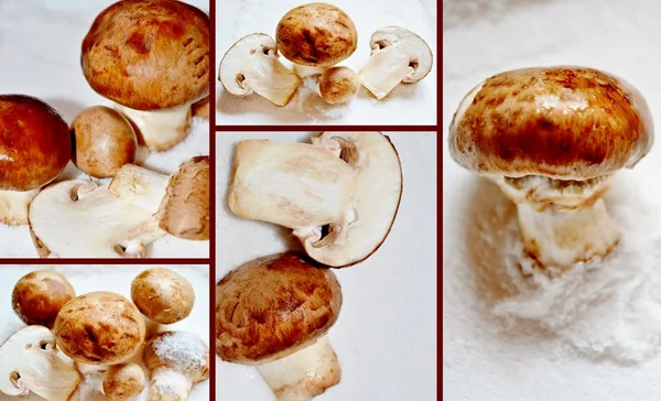 Cogumelos castanhos frescos — Fotografia de Stock