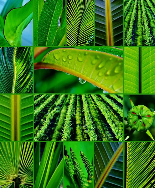 Shades of green — Stock Photo, Image