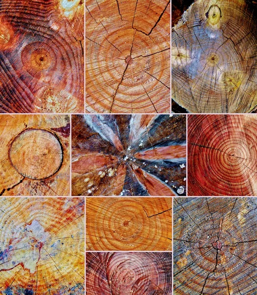 Corte de troncos de árvore — Fotografia de Stock