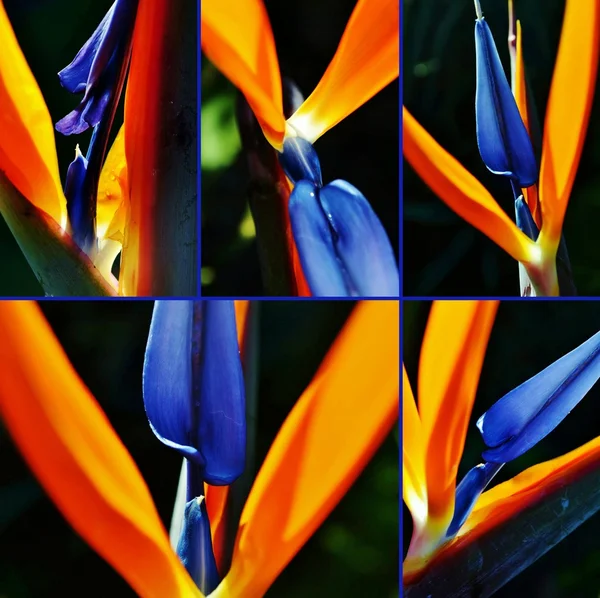 Stelitzia reginae collage — Stock Photo, Image