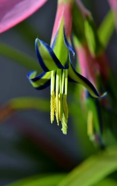 Les larmes de la reine fleur — Photo