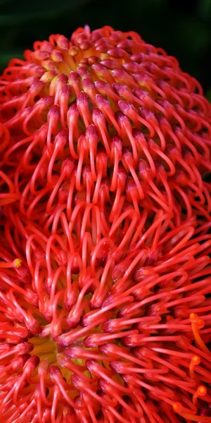 Közös tűpárna protea — Stock Fotó
