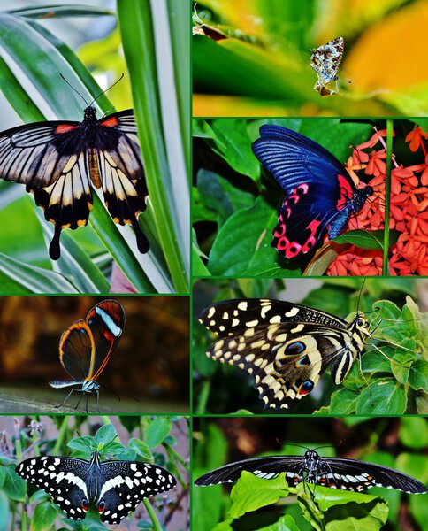 Collage of butterflies