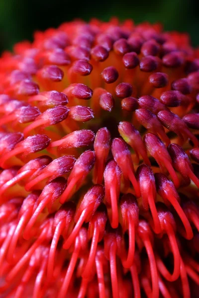 Common pincushion protea — Stock Photo, Image