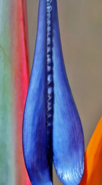 Detalhe strelitzia reginae — Fotografia de Stock
