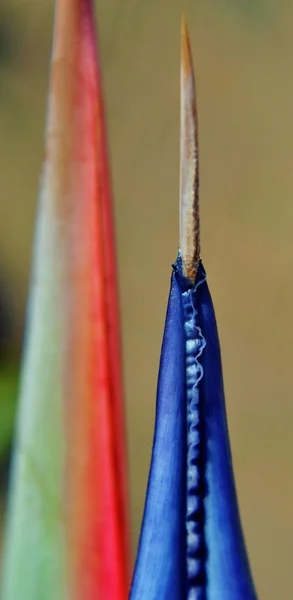 Detalhe strelitzia reginae — Fotografia de Stock