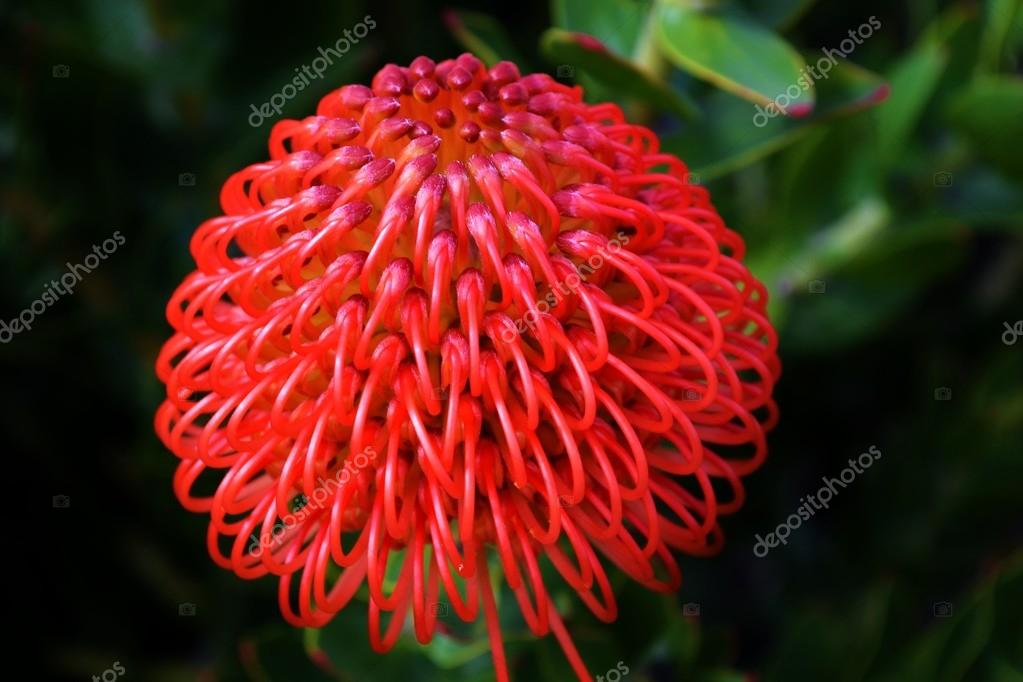 Common Pincushion Protea Stock Photo By C Lehmannw Hotmail Co Za