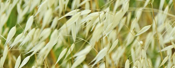 Сухая трава на ветру — стоковое фото