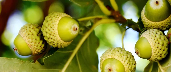 Blad och ekollon — Stockfoto