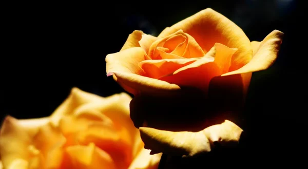 Beautiful orange Rose — Stock Photo, Image
