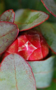 Protea çiçeği bud