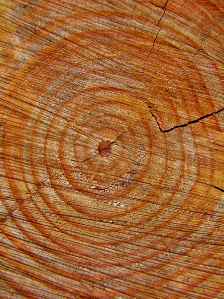 Cut tree stump — Stock Photo, Image