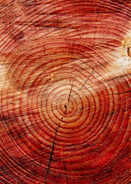 ağaç güdük kesilmiş