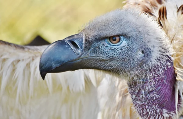 Großer Kapgeier — Stockfoto