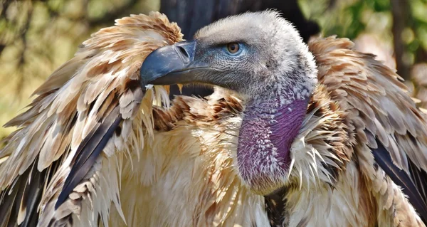 Großer Kapgeier — Stockfoto