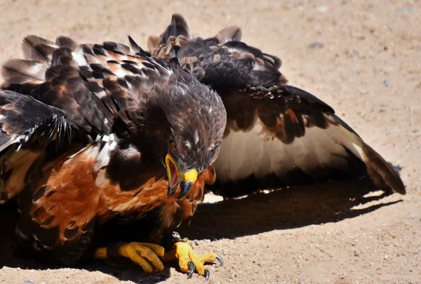 Black Sparrow hawk — Stock Photo, Image