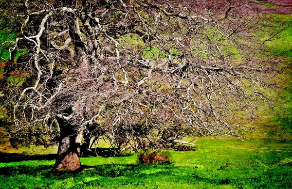 Impressão de árvore sem folhas — Fotografia de Stock