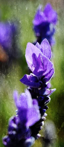 Floración púrpura lavanda —  Fotos de Stock