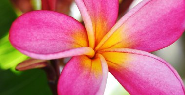 Plumeria çiçek güneş ışığı altında