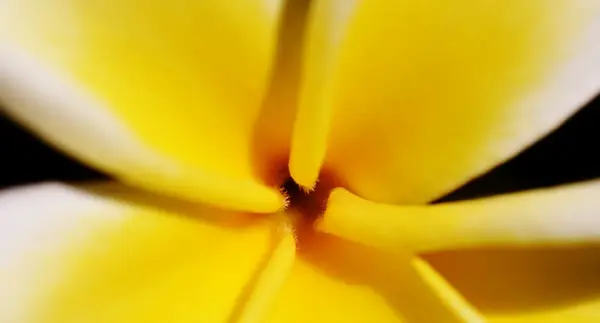 Plumeria květina ve slunečním světle — Stock fotografie