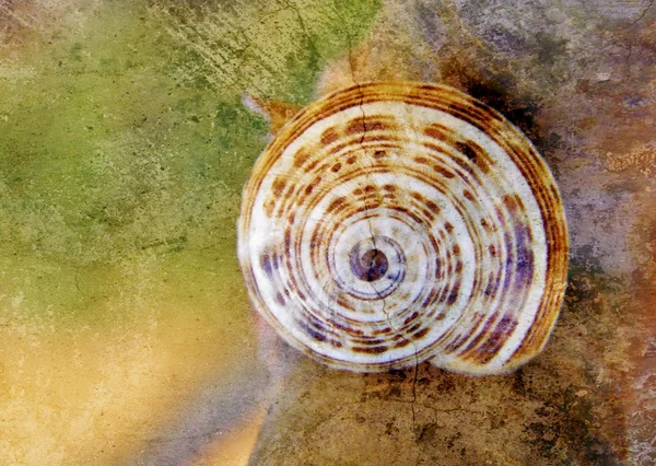 Garden snail on aloe Vera — Stock Photo, Image