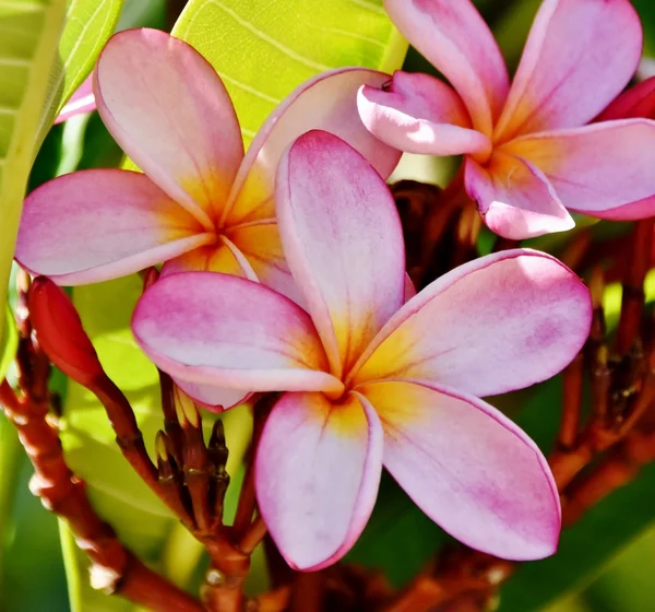 Plumeria blomma i solljus — Stockfoto