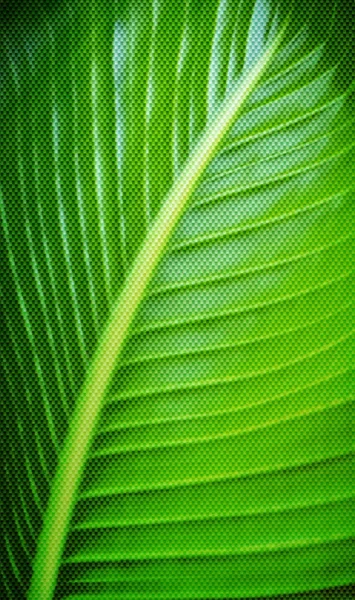 New Banana leaf — Stock Photo, Image