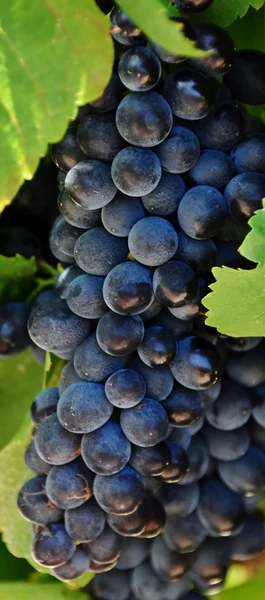 Blå druvor på vin lager — Stockfoto