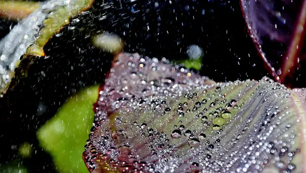 Gotas de água na folha de Lily — Fotografia de Stock