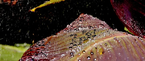 Gotas de agua en la hoja Lily — Foto de Stock