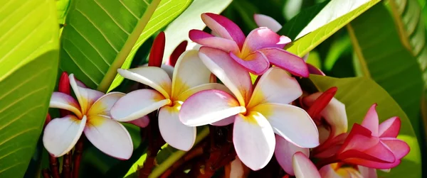 Plumeria blomma i solljus — Stockfoto