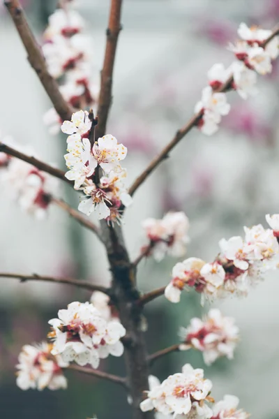 Bloem van de bloesem in het voorjaar — Stockfoto