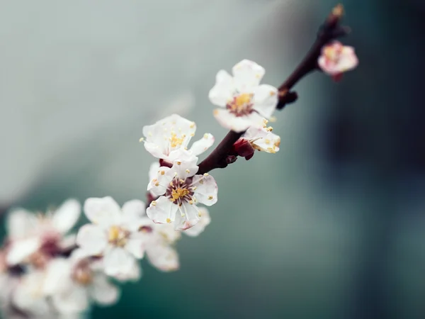 Fleur de fleur au printemps — Photo