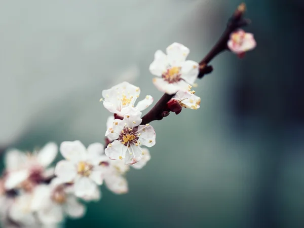 Blossom flower in spring — Stock Photo, Image