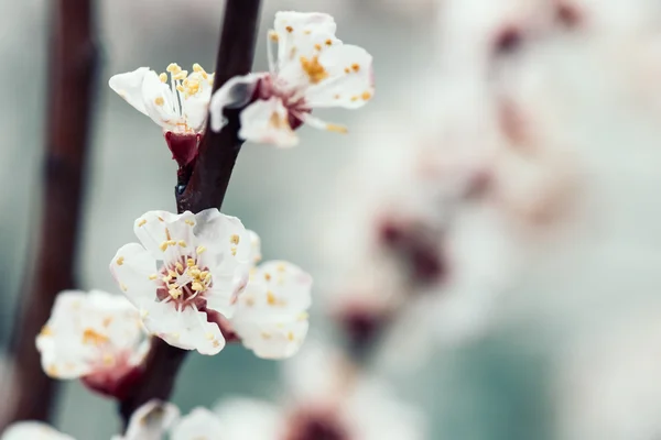 Květ květiny na jaře — Stock fotografie