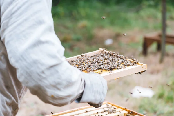 Apicultor trabajando con abejas en colmena — Foto de Stock