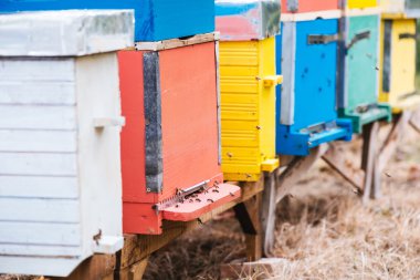 Doğada arı kovanı. Seçici odak  